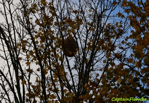 2022-11-20_Pommeroeul_028_Nik