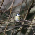 2023-02-25 Faune-du-jardin 107 Nik DxO