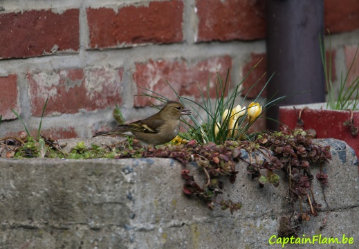 2023-02-25 Faune-du-jardin 079 Nik DxO
