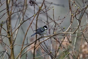 2023-02-25 Faune-du-jardin 009 Nik DxO