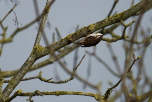 2023-03-24 Oiseaux-jardin 004 Nik DxO