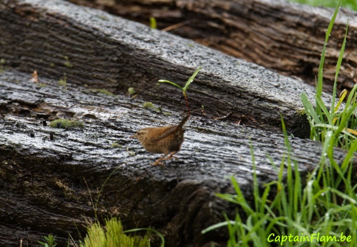 2023-03-26 Oiseaux-jardin 001 Nik DxO