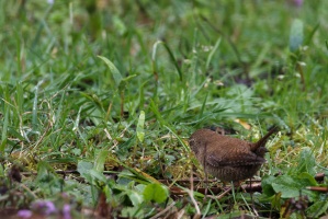 2023-03-26 Oiseaux-jardin 003 Nik DxO