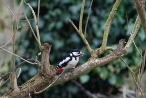 2023-03-28_Oiseaux-jardin_006_Nik_DxO