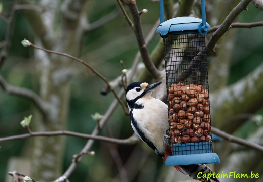 2023-03-28_Oiseaux-jardin_007_Nik_DxO