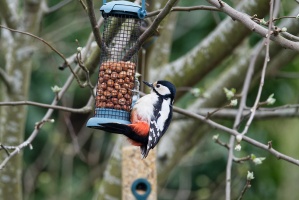 2023-03-28_Oiseaux-jardin_018_Nik_DxO