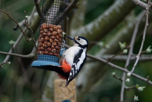 2023-03-28_Oiseaux-jardin_015_Nik_DxO