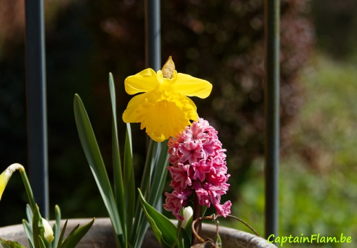 2023-04-18 Fleurs-Morlanwelz 008 Nik DxO