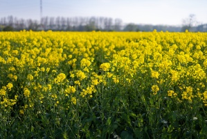 2023-04-18 Fleurs-Pommeroeul 007 Nik DxO