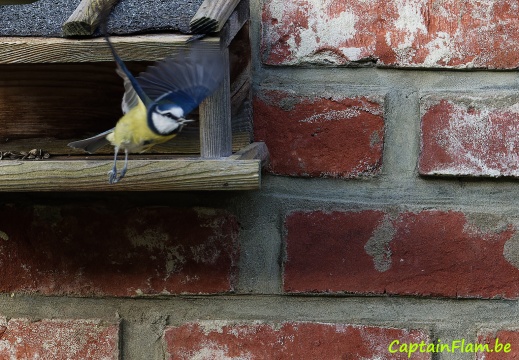 Mésange bleue