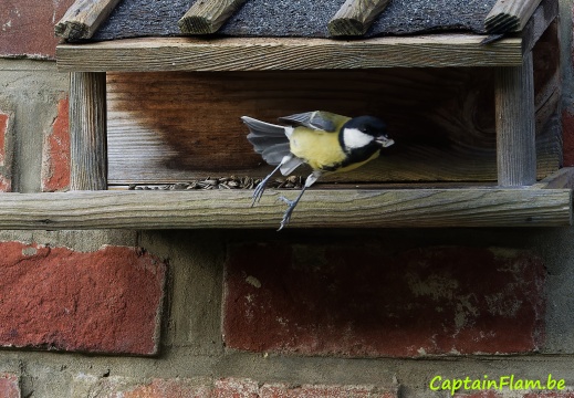 Mésange charbonnière