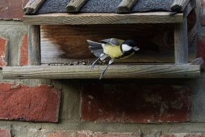 Mésange charbonnière
