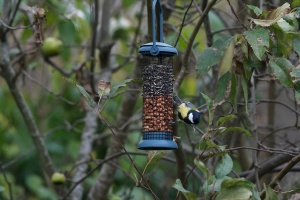 Mésange charbonnière