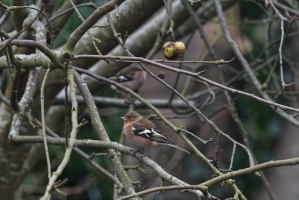 2025-01-26 Oiseaux-jardin 052 Nik DxO