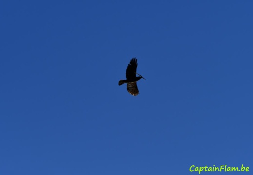 dsc 0509 316 recadree