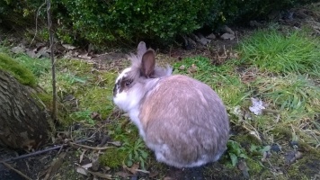 lapin