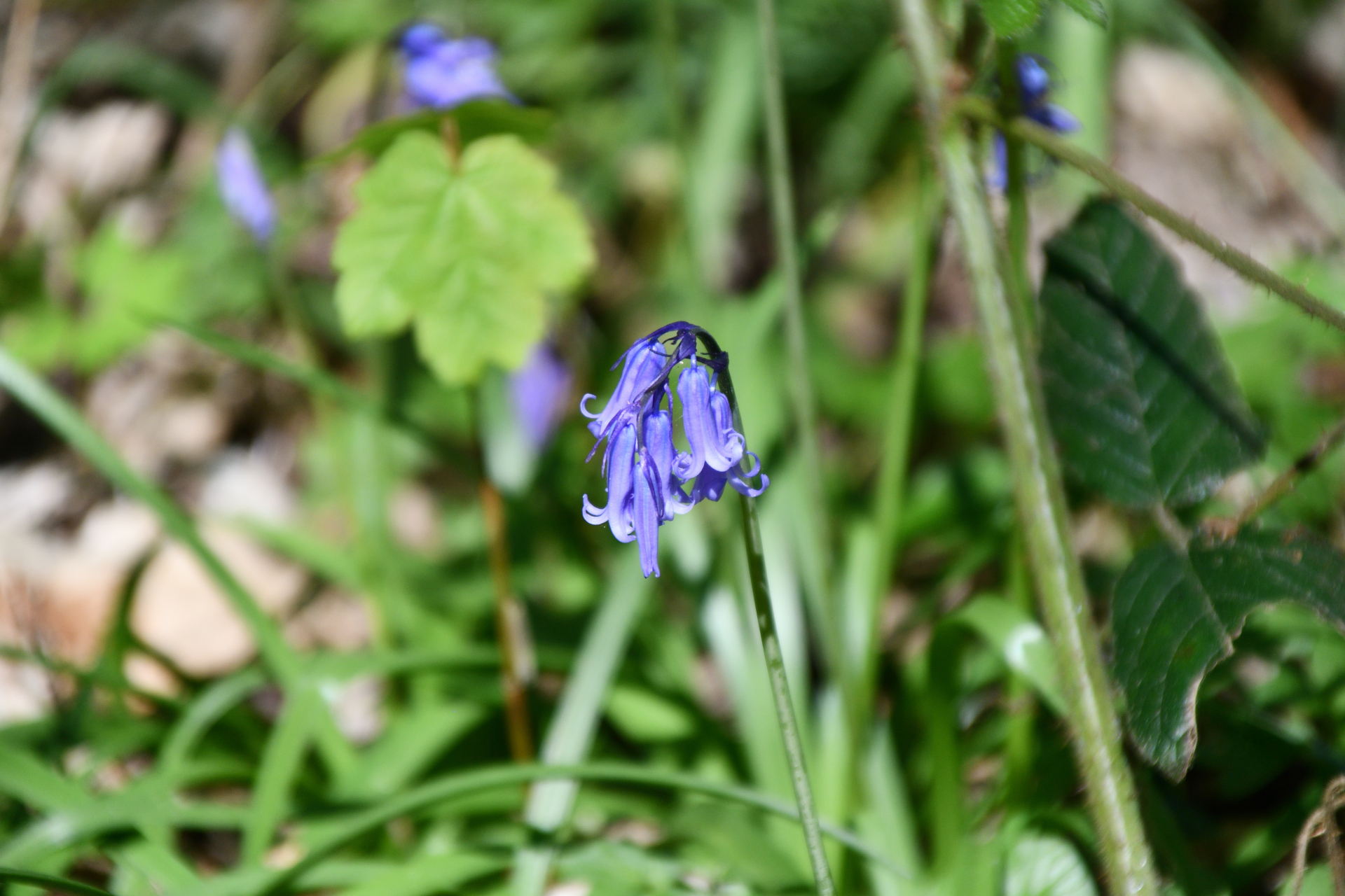 C’est le printemps