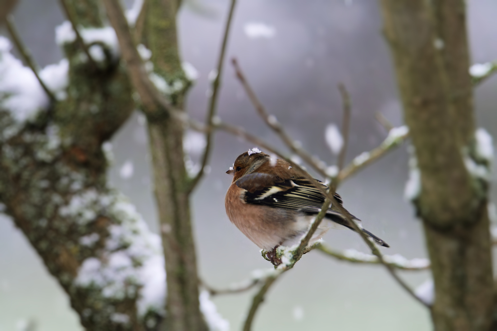 Il neige !