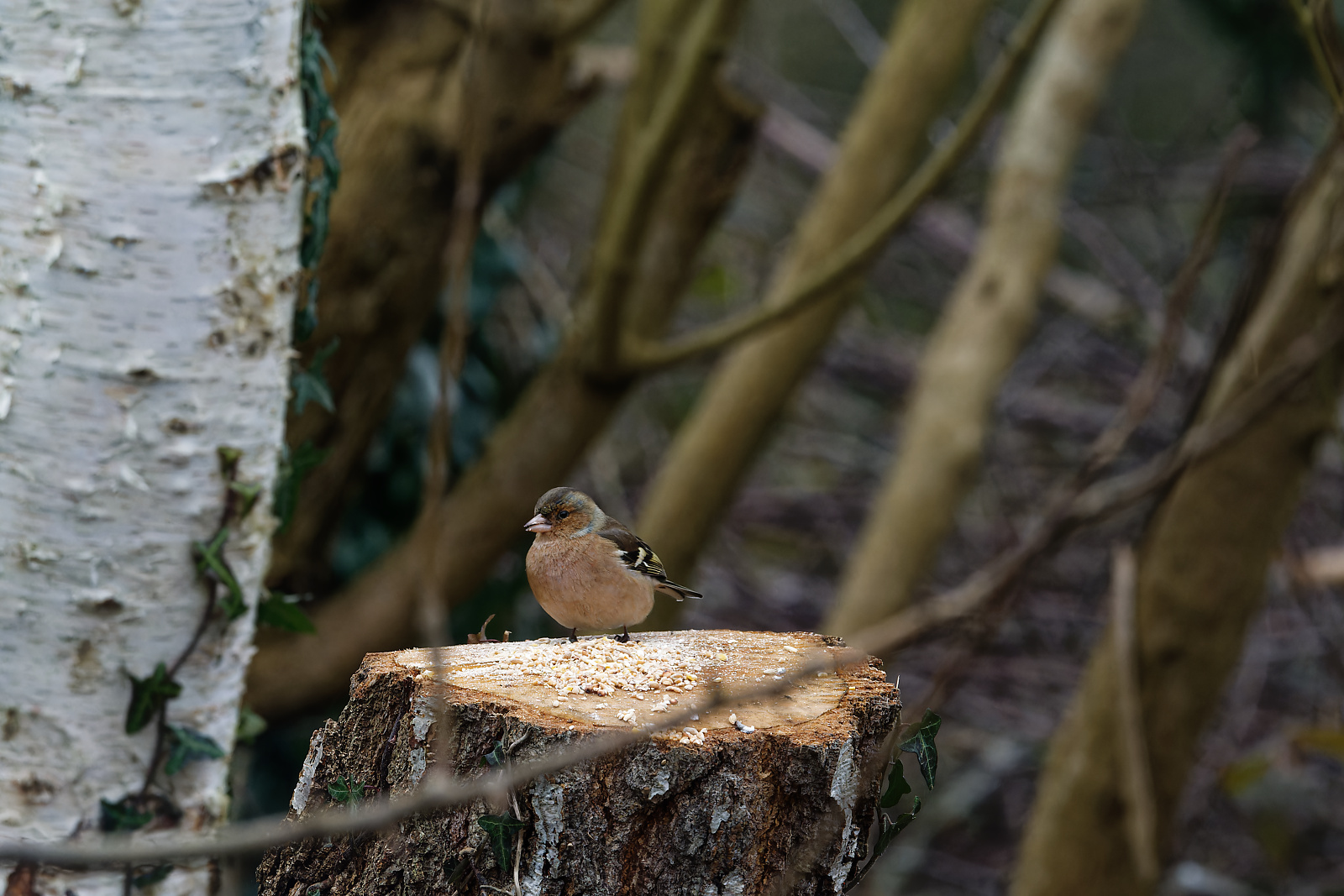 Pinson au jardin